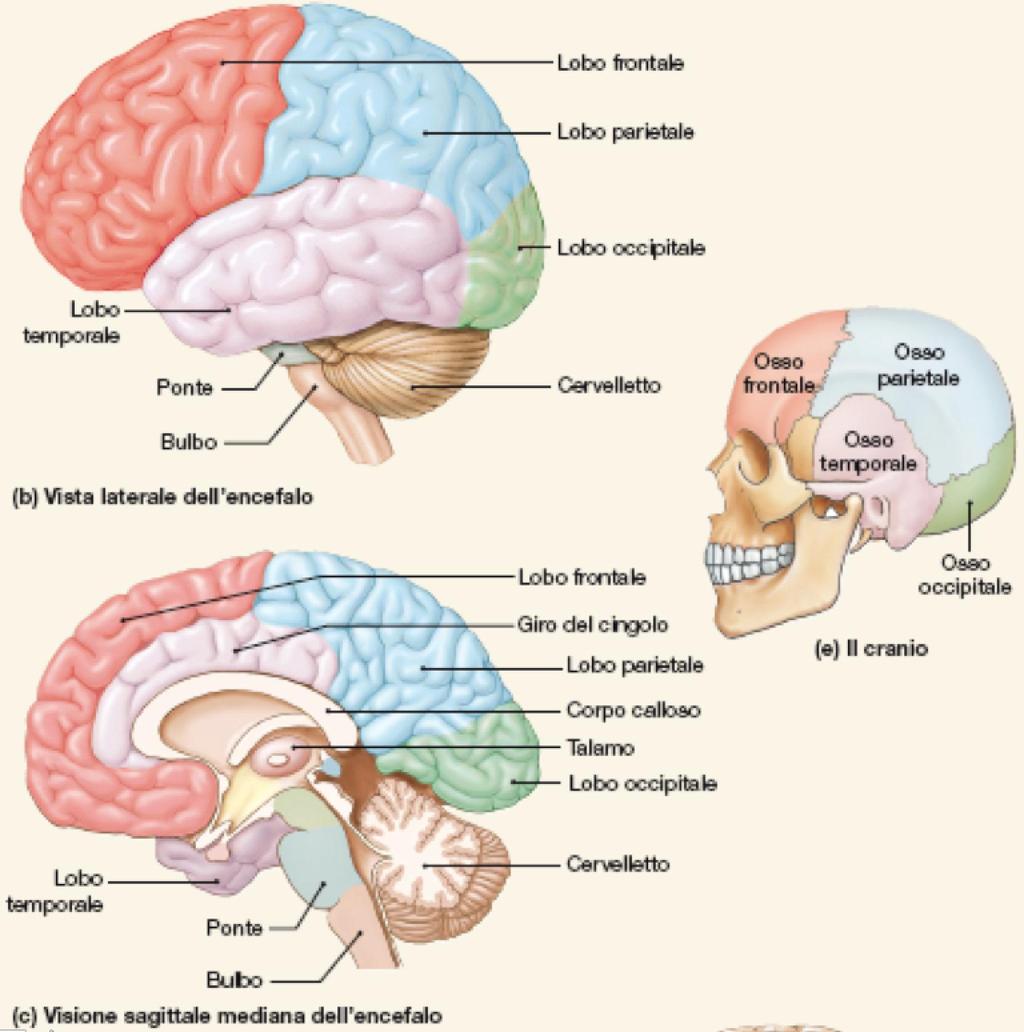 Il sistema nervoso centrale Encefalo Cervello Cervelletto