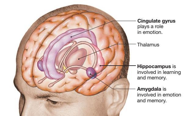 Corteccia cerebrale Gangli della base Sistema