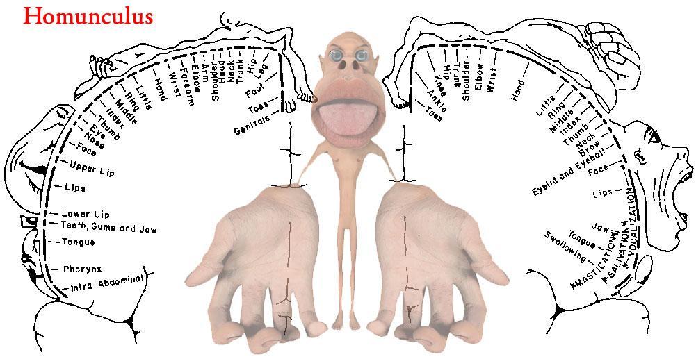 L'homunculus corticale è una rappresentazione della suddivisione anatomica dell'area somestesica primaria, dove prende il nome di homunculus sensitivo o somestesico o somatosensoriale, e dell'area
