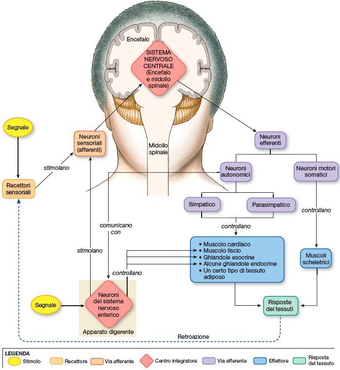 1. Aree sensoriali 2. Aree associative (percezione) 3.