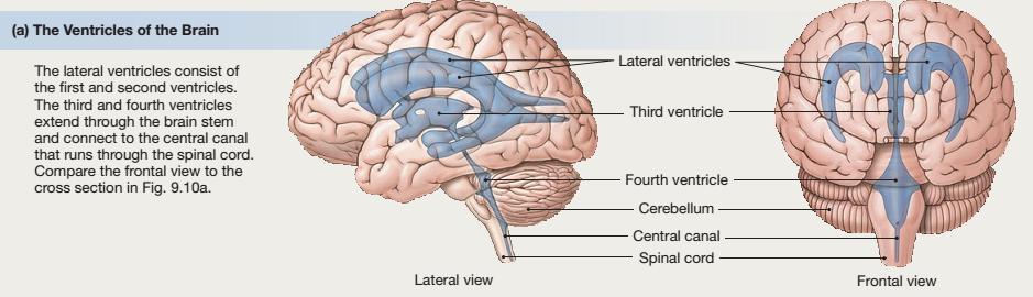 È prodotto a livello dei plessi corioidei (nei ventricoli cerebrali) e si porta nello spazio subaracnoideo attraverso fori detti del Luschka e del Magendie.