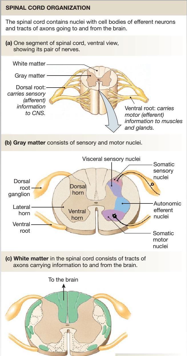 Il midollo spinale Regioni Cervicale Dorsale Lombare sacrale Segmenti Nervi spinali Radice sensitiva dorsale Ganglio dorsale Radice