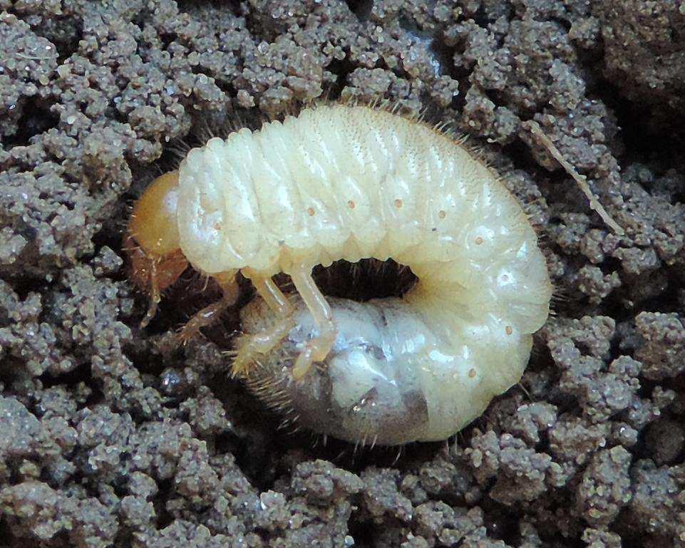 Le larve sono di colore bianco crema a volte traslucide, con capo bruno-rossiccio e mandibole un po più scure. Il torace è composto da tre segmenti, ciascuno provvisto di un paio di zampe.