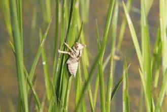 d acqua elevato, fa gelare la risaia molto meno che in condizioni normali di asciutta (paglia bassa e poca acqua), favorendo una maggiore presenza di avifauna svernante (per es.