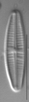 Achnantidium pyrenaicum Gomphonema tergestinum Nel campionamento autunnale il numero totale di specie di diatomee rinvenute è 29; le specie più abbondanti risultano Achnanthidium minutissimum e