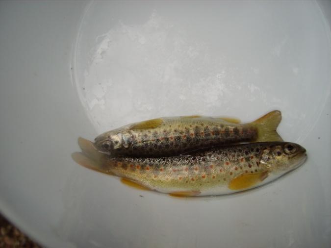 Plagiomnium undulatum Brachythecium rivulare Fauna ittica EQR=0,7 STATO = BUONO La stazione di campionamento è inserita in una zona classificata a salmonidi.