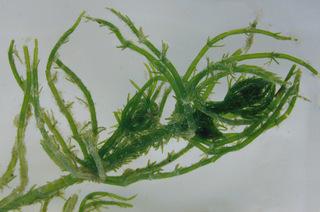 Thypha latifolia e Veronica anagallis aquatica.
