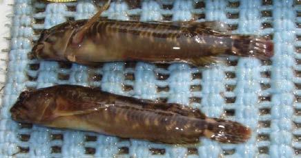 Composizione della comunità ittica ottobre 2014 Le specie indigene rinvenute nel tratto indagato sono 6: cavedano, rovella, barbo, anguilla, cobite e cagnetta.