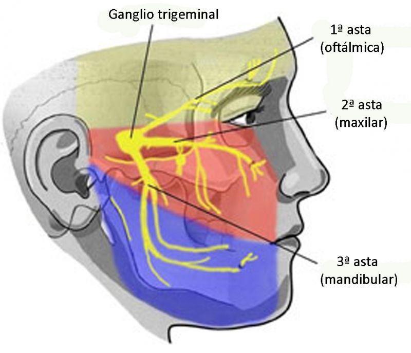Lingua e percezioni tattili In bocca, tra le percezioni gustative, possono essere avvertite molte sensazioni riconducibili al senso del tatto.