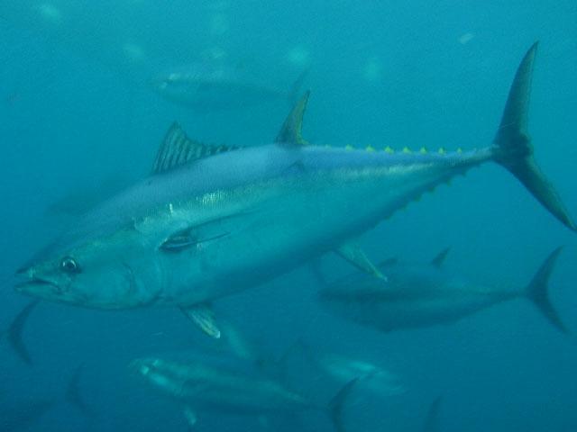 THUNNUS THYNNUS o Tonno Rosso Veloce pesce azzurro
