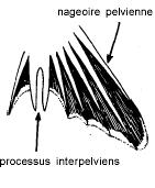 1 pinna dorsale reca 12-15 raggi duri Pinnule in numero di 8-10 dietro la 2 dorsale Pinnule in numero
