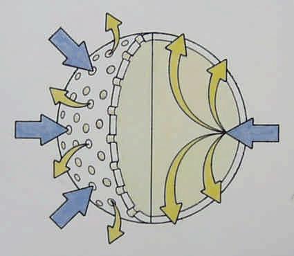 Ricoperti con membrane Innovazione In questa categoria di concimi i granuli sono ricoperti da una membrana di varia natura che agisce da filtro, regolando il passaggio degli elementi