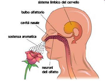 APPARATO SENSORIALE PROFUMO OLFATTO gli odori sono percepiti attraverso le MUCOSE OLFATTIVE ma sono riconosciuti