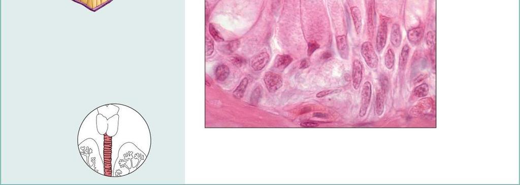 Muco; propulsione di muco per azione Ciliare.