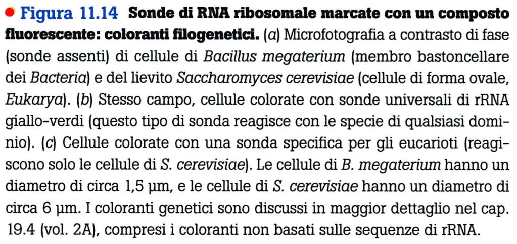 Bacillus megaterium Saccharomyces