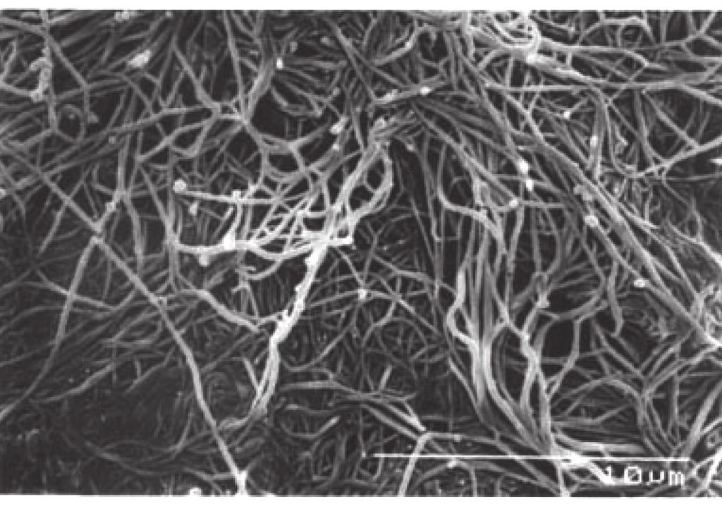 ELEVATA ADESIONE Biomembrana presenta una microstruttura fatta di fibre intrecciate che mostrano una forte proprietà adesiva.