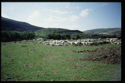 PRODUZIONE FORAGGI Pascolo - Permanente, pascolato (prato-pascolo:sfalciabile) Prato -