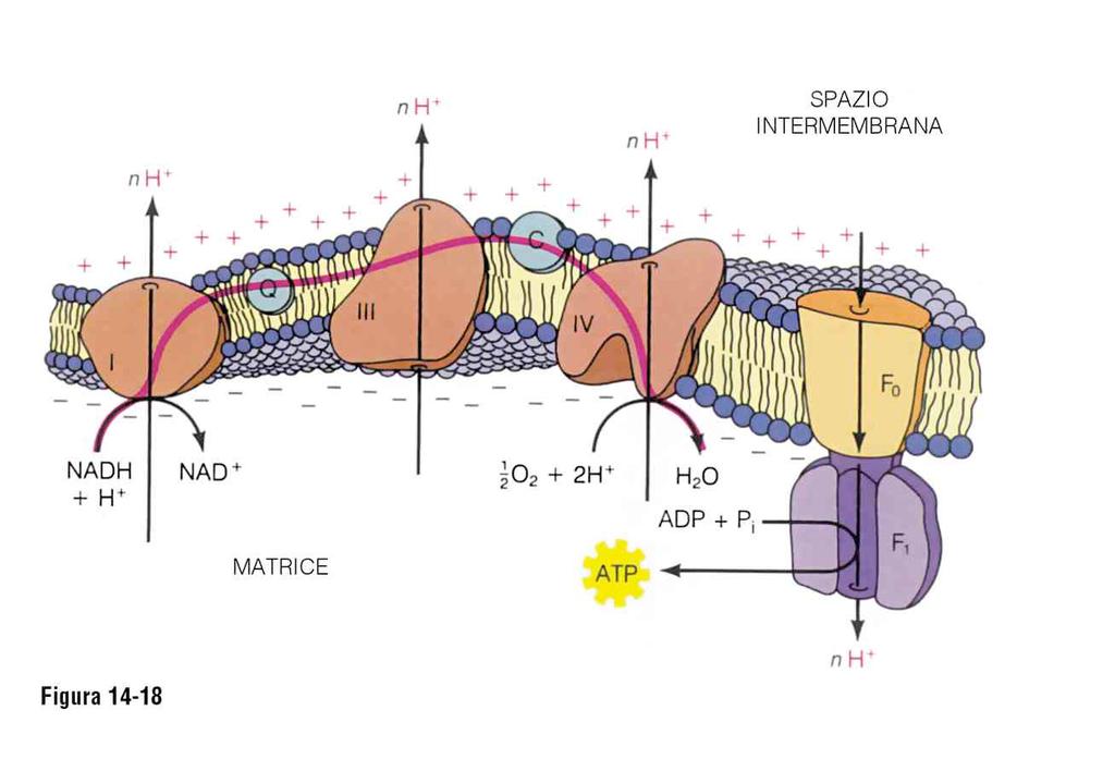 mitocondrio Citosol Nel Ciclo di Krebs o ciclo dell acido citrico viene prodotto NADH, il quale entra nella CATENA RESPIRATORIA (sistema di trasporto degli elettroni).