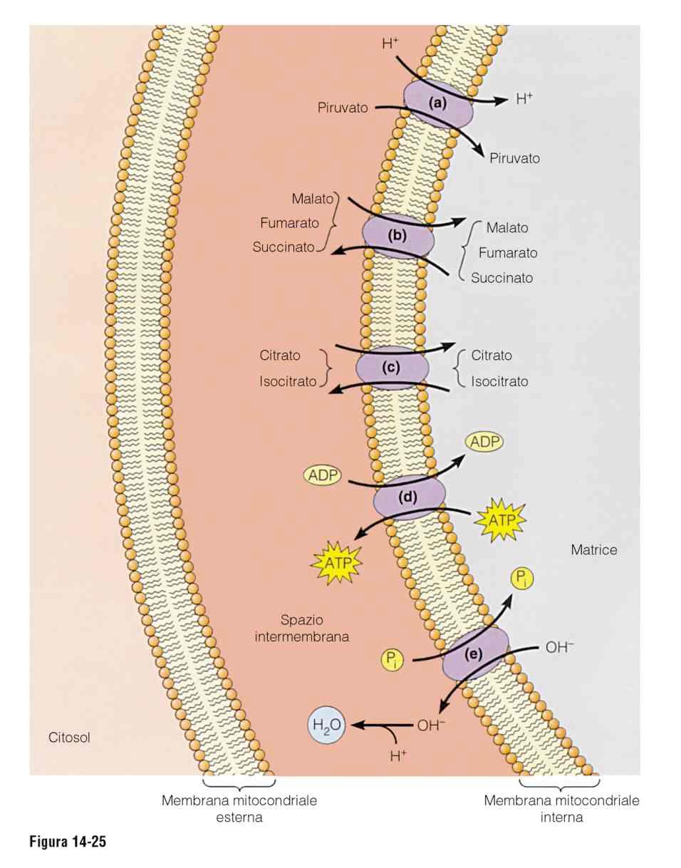 Piruvato, ADP e Pi devono passare dal citosol alla matrice del mitocondrio.