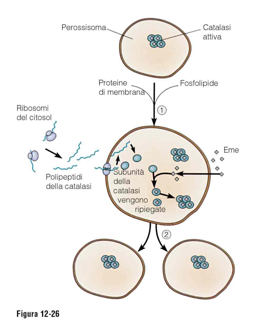 Citologia Animale e Vegetale (corso A - I. Perroteau) - Perossisomi Perossisomi Organuli che originano dal RE e da proteine formate da ribosomi liberi. Sono in grado di dividersi.