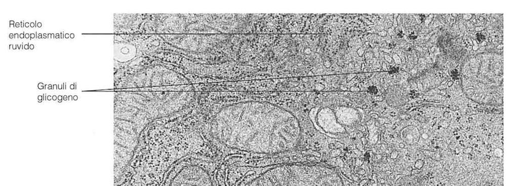 3 I mitocondri sono organelli presenti in tutte le cellule.