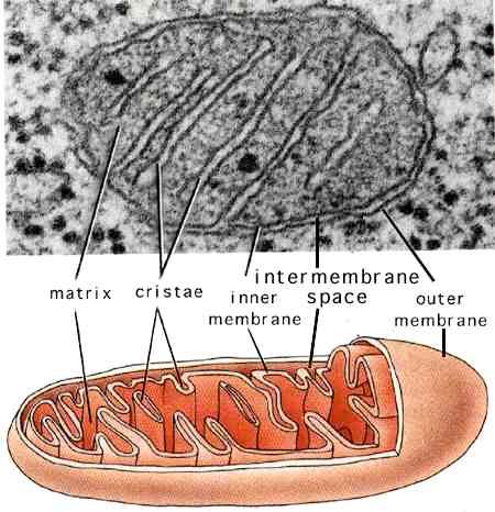 Morfologia, dimensioni e posizione dei mitocondri sono variabili Il numero dei mitocondri e il numero delle