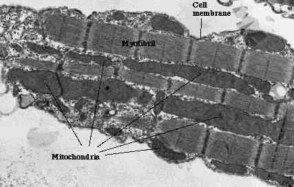 nelle fibre muscolari striate i mitocondri sono disposti in file