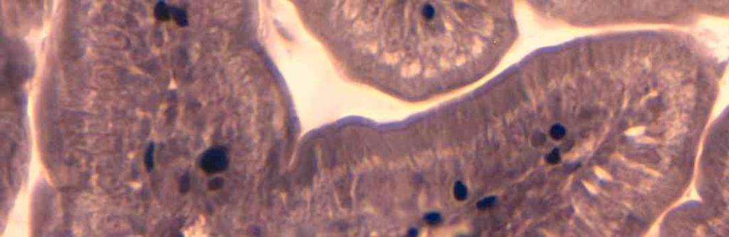 mitocondri N N 7 155a (D) Nell intestino tenue i mitocondri sono