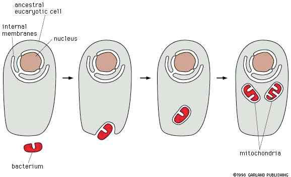 primitive. In seguito, i batteri avrebbero trasferito la maggior parte dei loro geni al genoma dell eucariote.