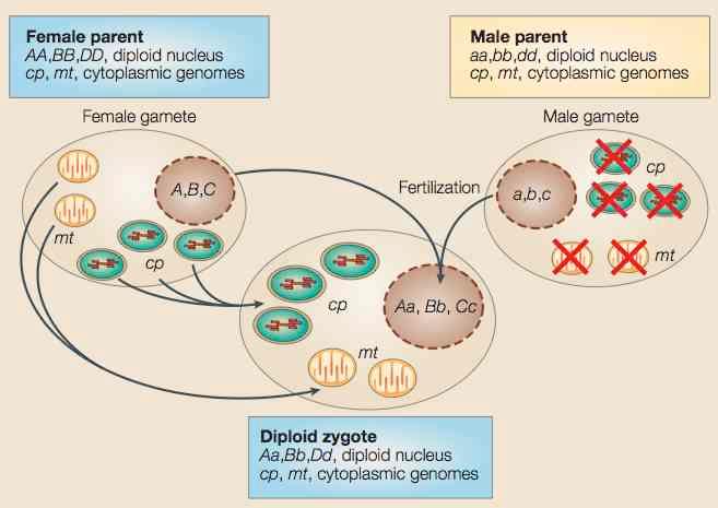 Genoma mitocondriale (mtdna) DNA circolare simile al DNA batterico In copie multiple (5-10) distribuite in ammassi all interno della matrice mitocondriale Il totale dei DNA mitocondriali può arrivare
