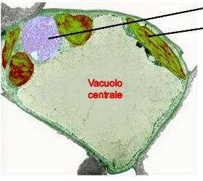 Vacuolo centrale: esclusivo della cellula vegetale Cisterna endocellulare, struttura a sacco, delimitata da una membrana che racchiude una soluzione acquosa detta succo