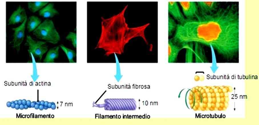 (micro) Filamenti di actina