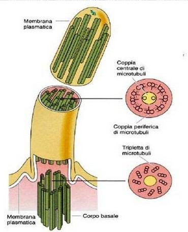 CIGLIA E FLAGELLI Nelle ciglia e nei flagelli, gruppi di microtubuli si associano fra di loro a formare strutture tubulari.