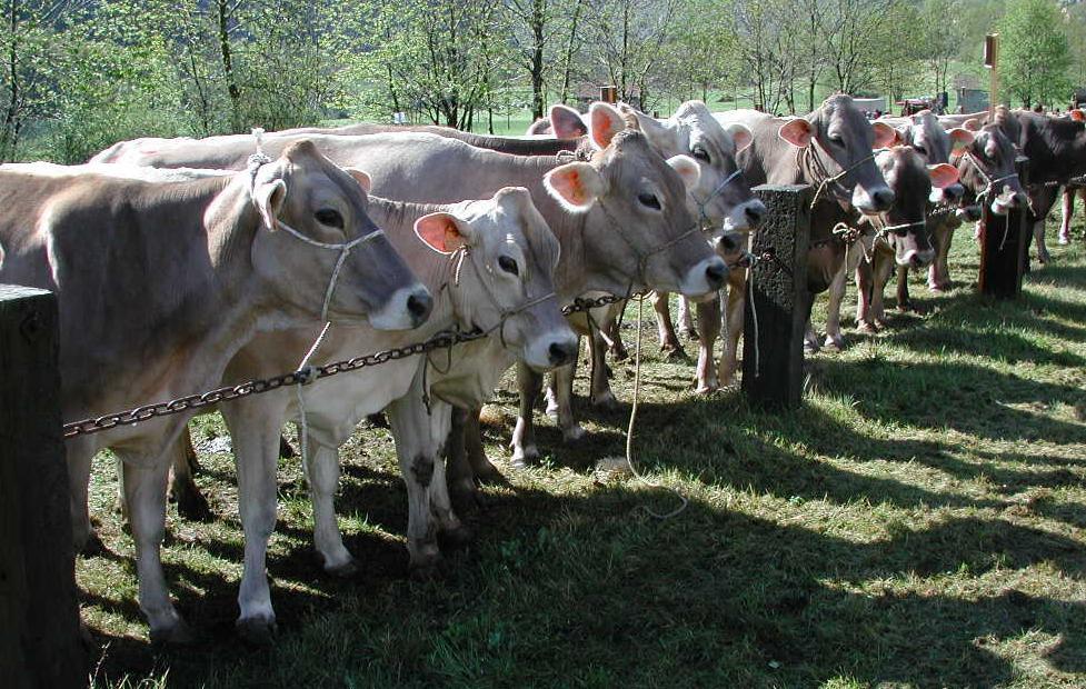 Latte pronto al consumo: Nei di latte pronti al consumo i risultati analitici sono stati confortanti per quanto riguarda il battere patogeno Staphylococcus aureus e gli indicatori di scarsa igiene di