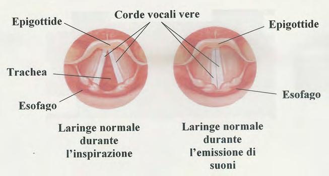 e cavità orali e nasali con le strutture annesse