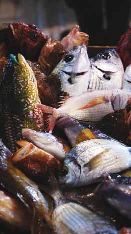 delle attività di pesca del