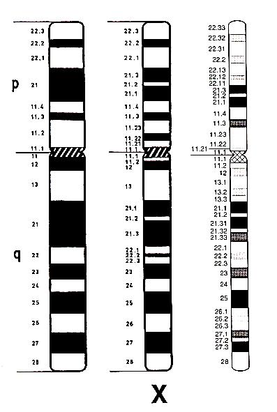 Classificazione I cromosomi bandeggiati sono classificati secondo una nomenclatura standardizzata, in base alla quale ogni elemento identificato con le tecniche di bandeggiamento è definito con