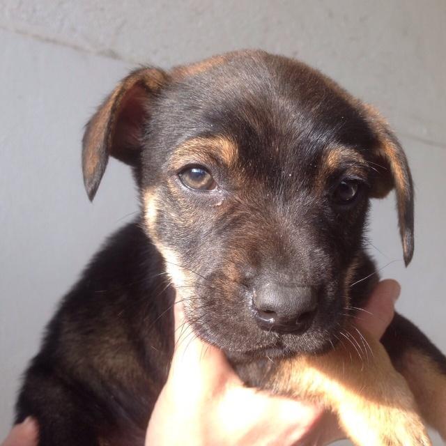 branco selvatico ed una cagnolina