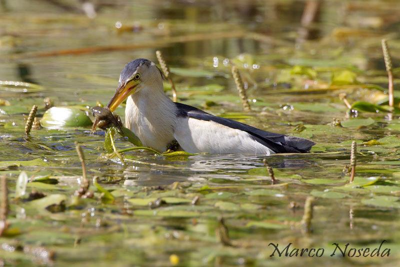 TARABUSINO Ixobrychus minutus presente in numerose zone umide ma non abbondante legato soprattutto a canneti e altra vegetazione igrofila punti d ascolto (con utilizzo di richiami acustici): 5