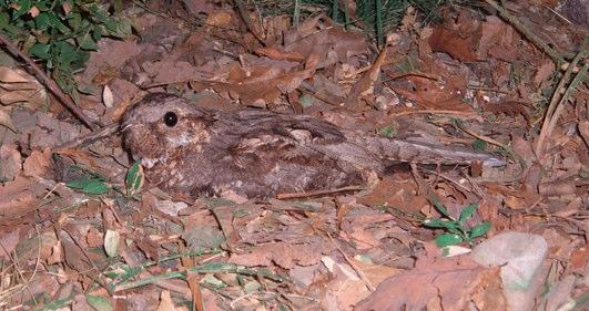 SUCCIACAPRE Caprimulgus europaeus conteggio dei maschi in canto punti di ascolto localizzati ad almeno 500 m di distanza l uno dall altro