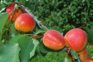 aspetto attraente con polpa di buon sapore, equilibrato. Segue di qualche giorno Aramis Shamade*. Cultivar resistente a PPV (Sharka). L albero è di facile gestione ed elevata produttività.