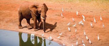 Prima colazione a Nairobi - Pensione completa nei lodge indicati da programma o similari - Cena al ristorante Carnivore - Trasferimenti e safari in veicoli fuoristrada 4x4 con guida/autista parlante