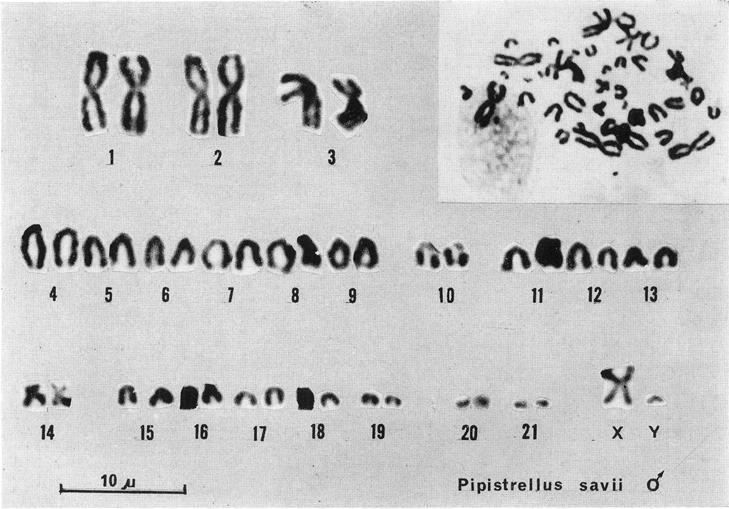 268 CAPANNA e CIVITELLI risultano tra lora separati e distinti dalla interposizione dei due cromosomi morfologicamente ben evidenziabili, vale a dire la coppia di acrocentrici con zona eterocromatica