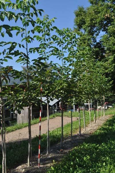 200/240cm S 2 1 Liquidambar 160.- fr.