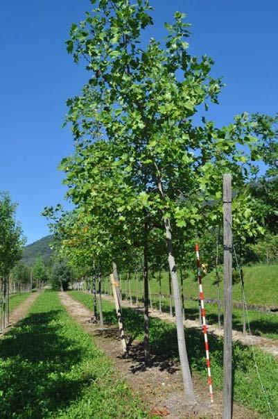 Ostrya carpinifolia Zolla, alt.