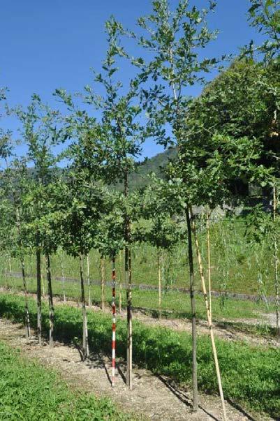 Quercus pubescens** Zolla, alt.