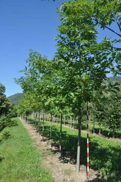 Quercus rubra** Zolla, alt.