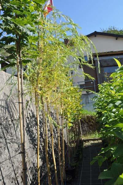 Salix alba tristis Vaso, alt.