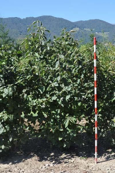 80/110cm H 22 0 Viburno lantana 80.