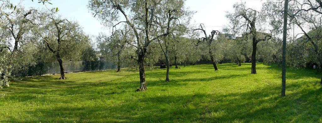 7 DESCRIZIONE DELL AREA DI INTERVENTO L area di intervento è costituita da un fondo agricolo coltivato ad olivo, sito in adiacenza alla frazione Roina di Toscolano Maderno.